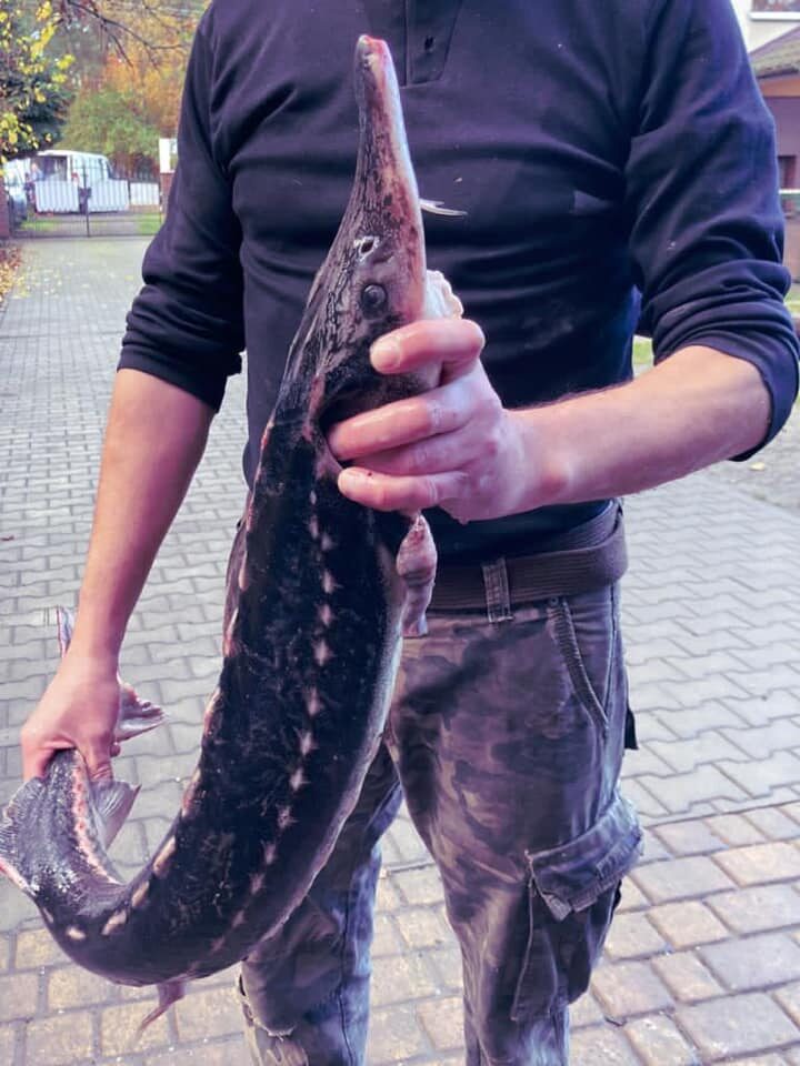 Jesiotr z hodowli